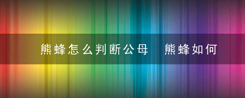 熊蜂怎么判断公母 熊蜂如何判断公母